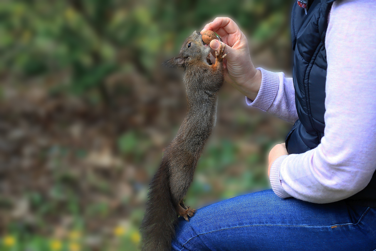 Eichhörnchen aus der Hand füttern