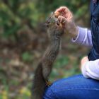 Eichhörnchen aus der Hand füttern