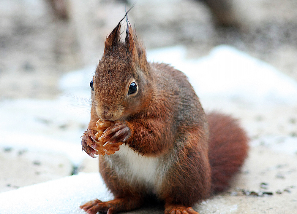 Eichhörnchen aus der Winterruhe