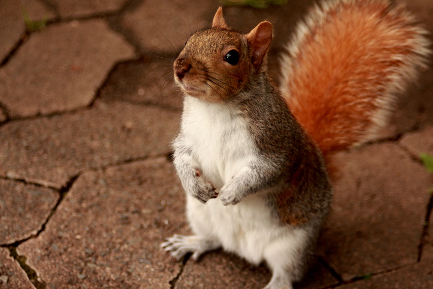 Eichhörnchen aus nächster Nähe