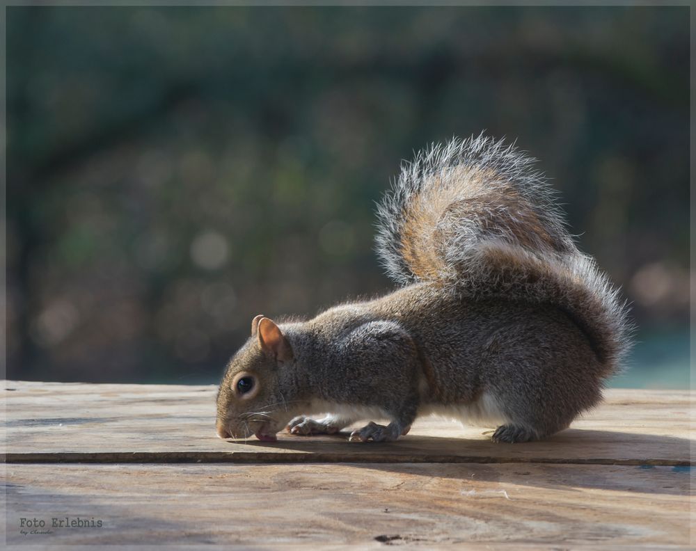 Eichhörnchen aus Nashwil