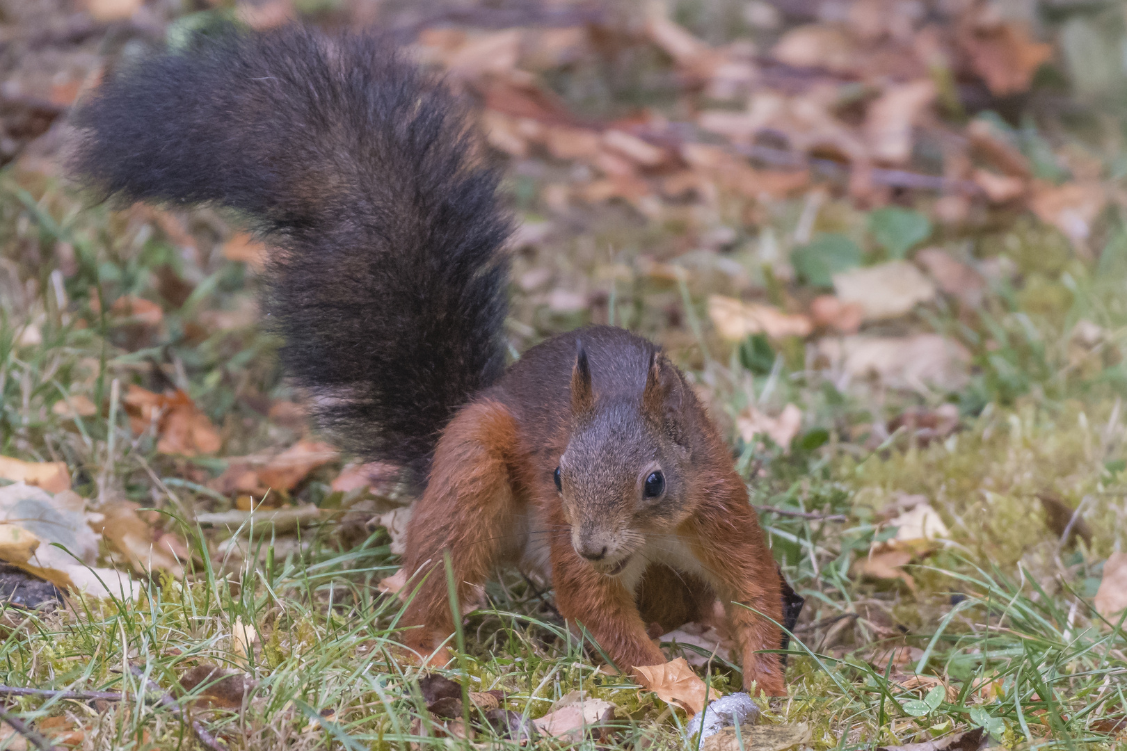 Eichhörnchen _ b