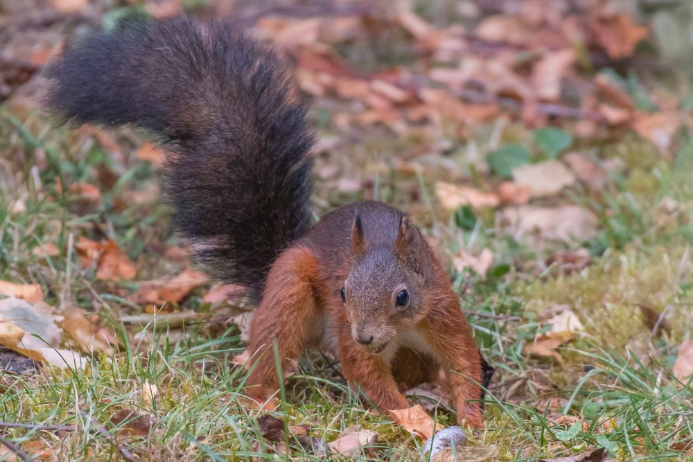 Eichhörnchen _ b