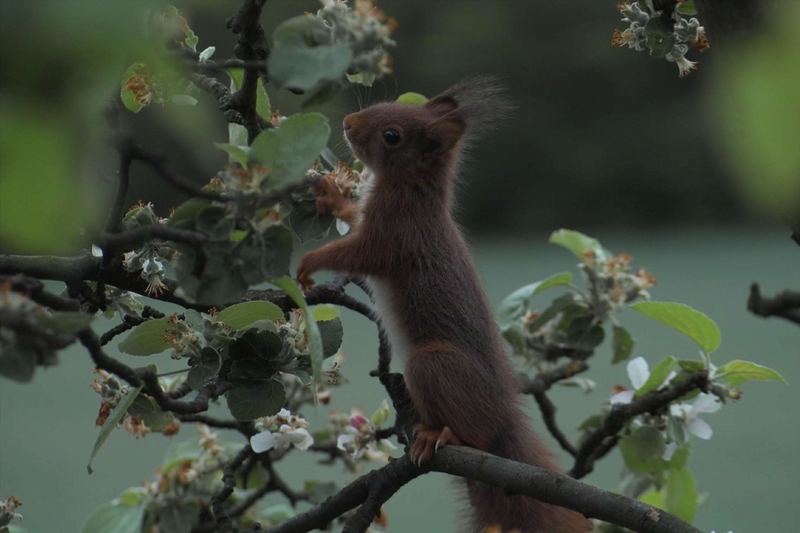 Eichhörnchen