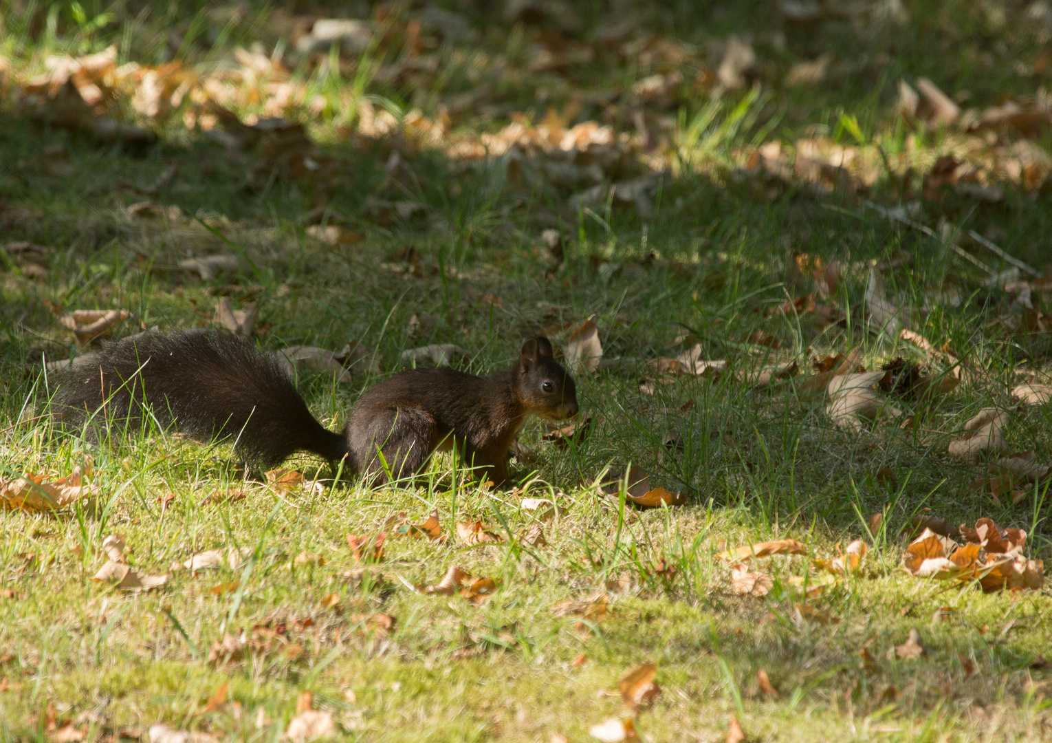 Eichhörnchen