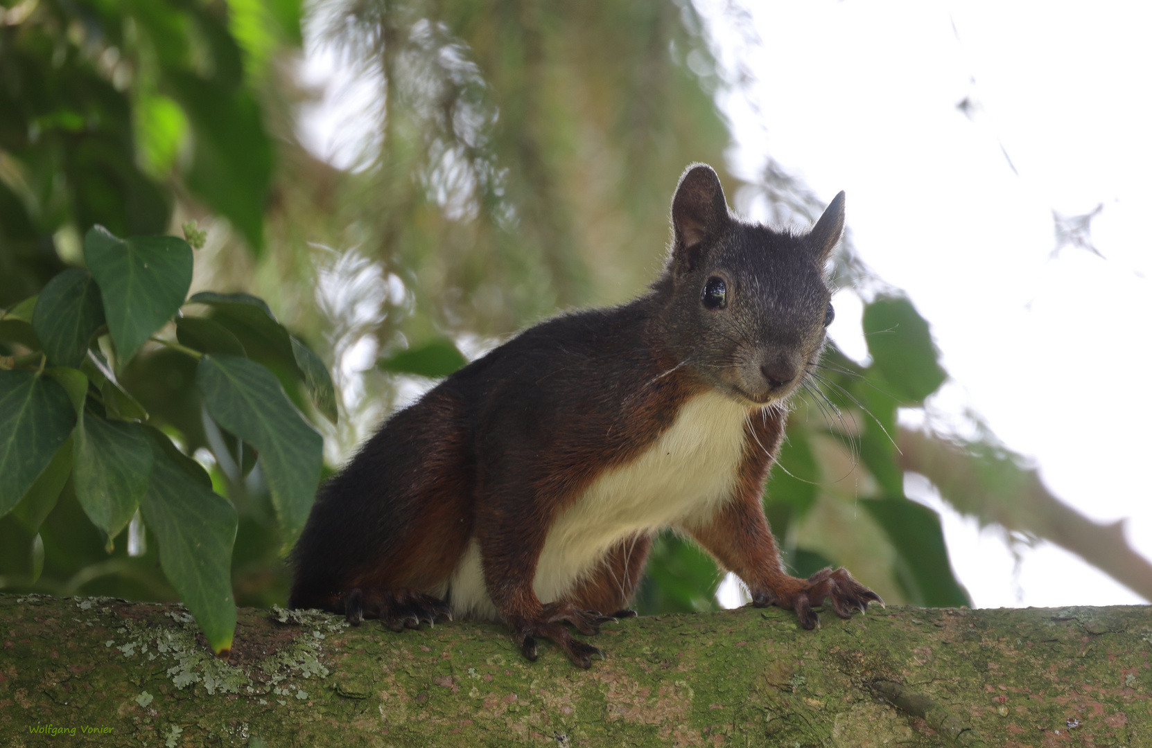 Eichhörnchen