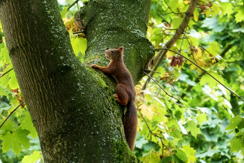 Eichhörnchen