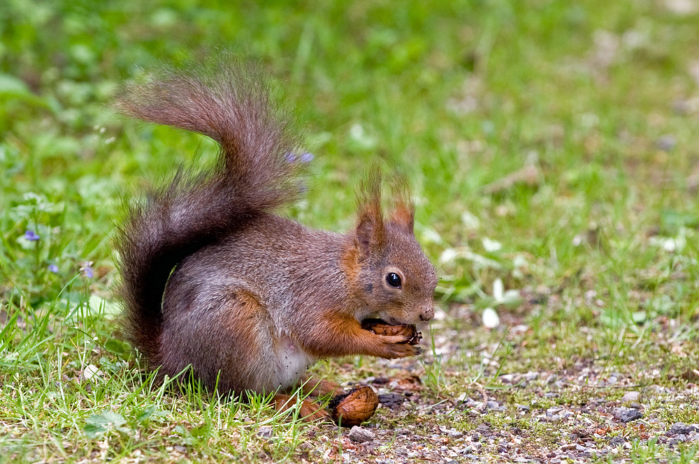 Eichhörnchen