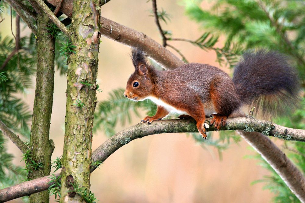 Eichhörnchen