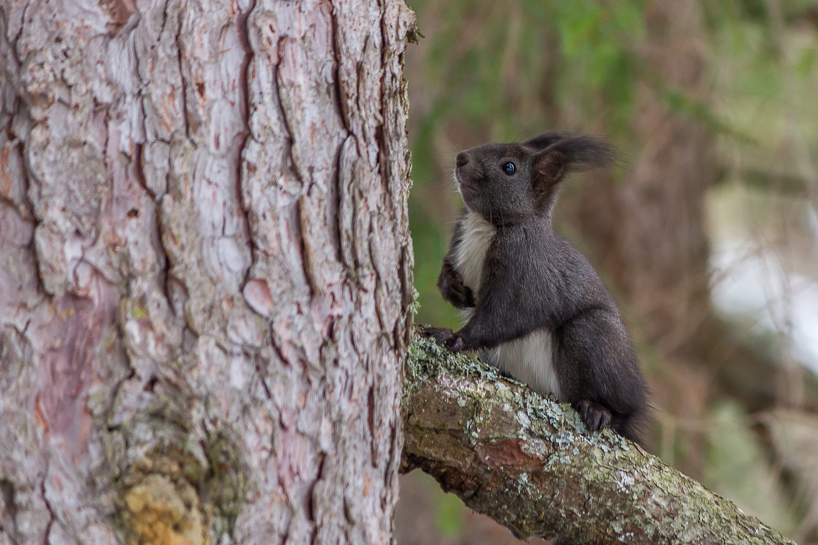 Eichhörnchen