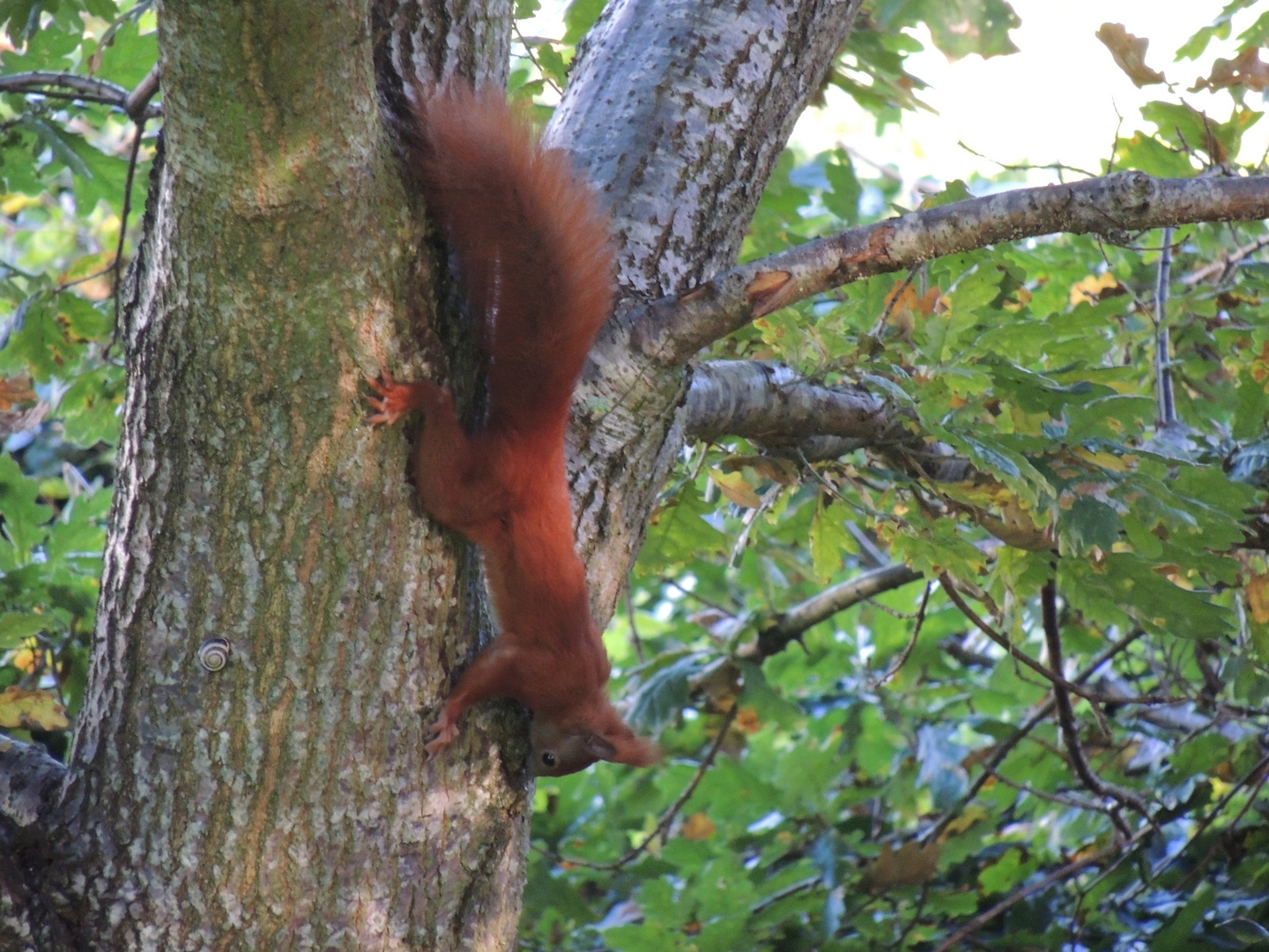 Eichhörnchen