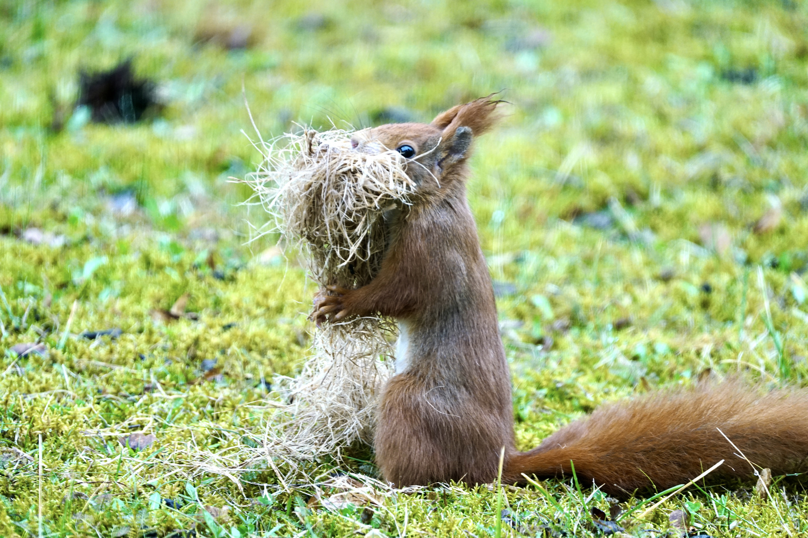 Eichhörnchen..