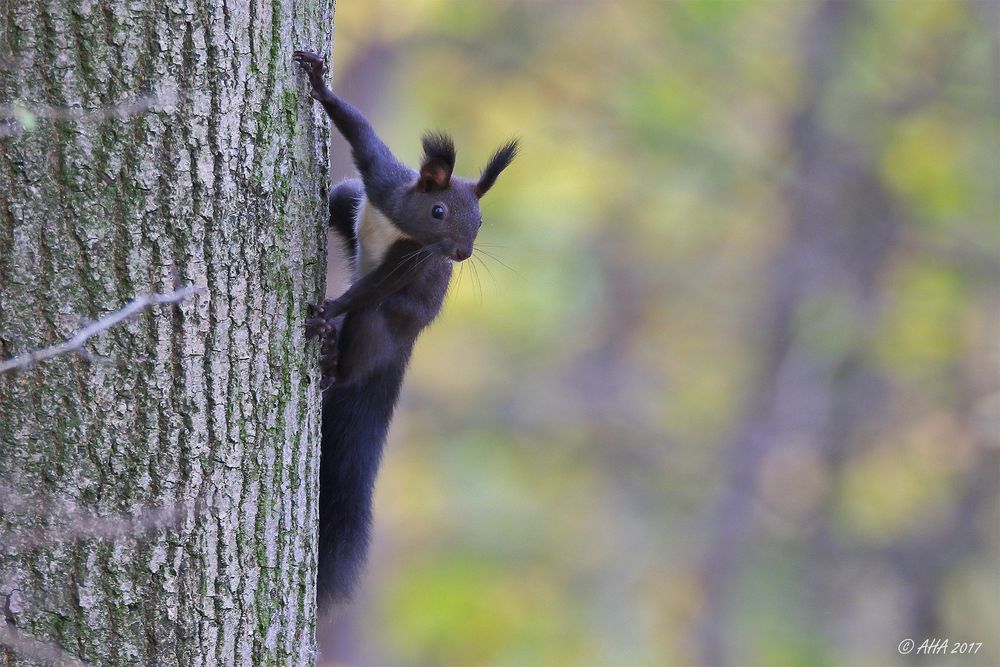 Eichhörnchen