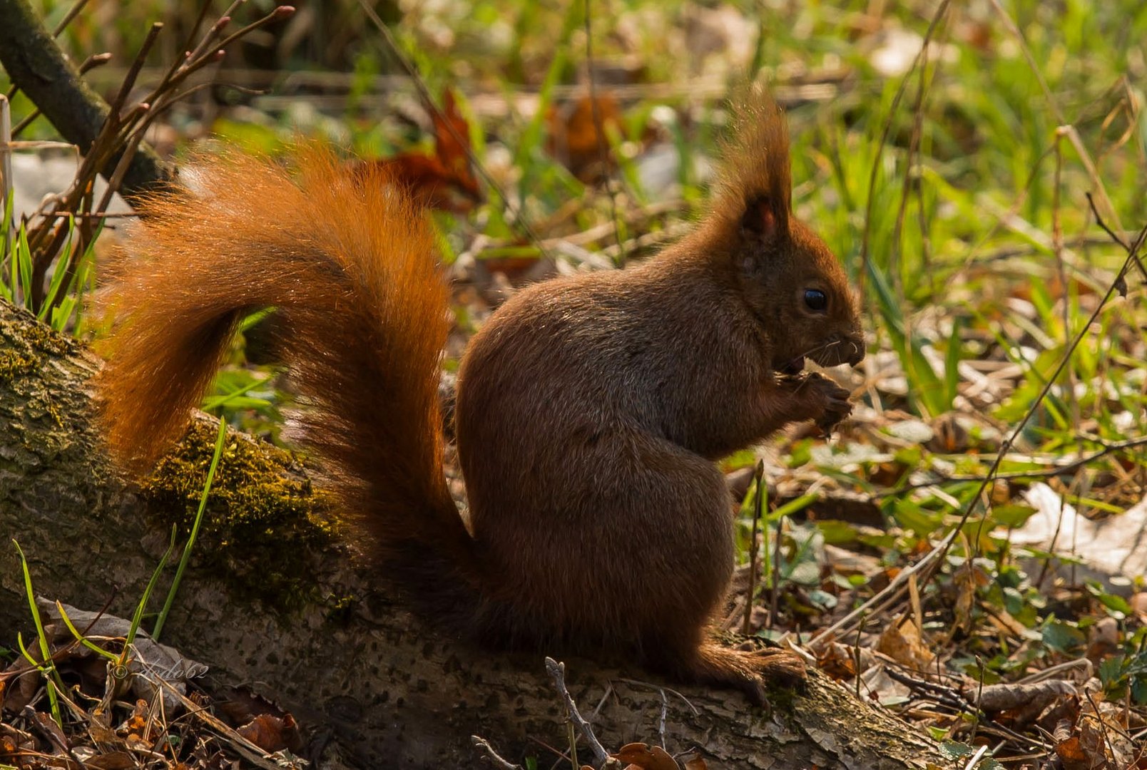 Eichhörnchen