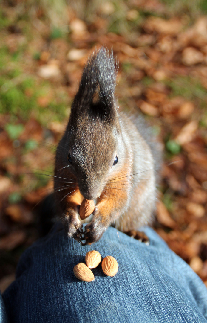 Eichhörnchen