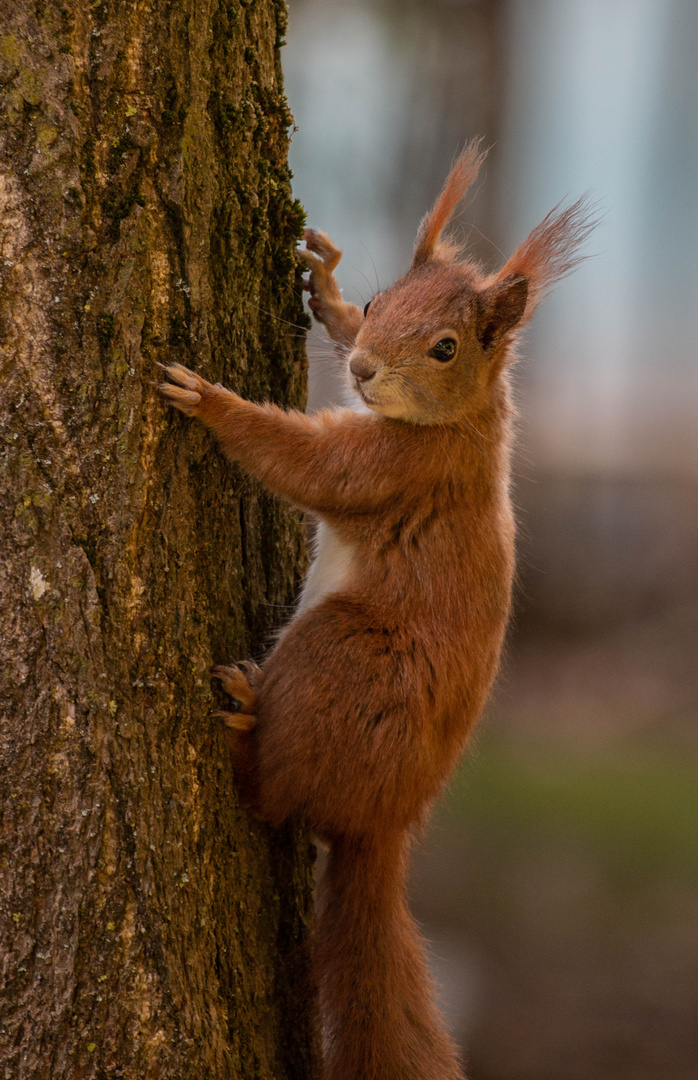 Eichhörnchen