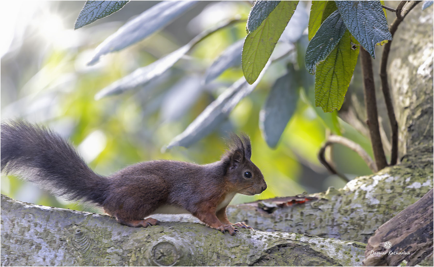 Eichhörnchen 