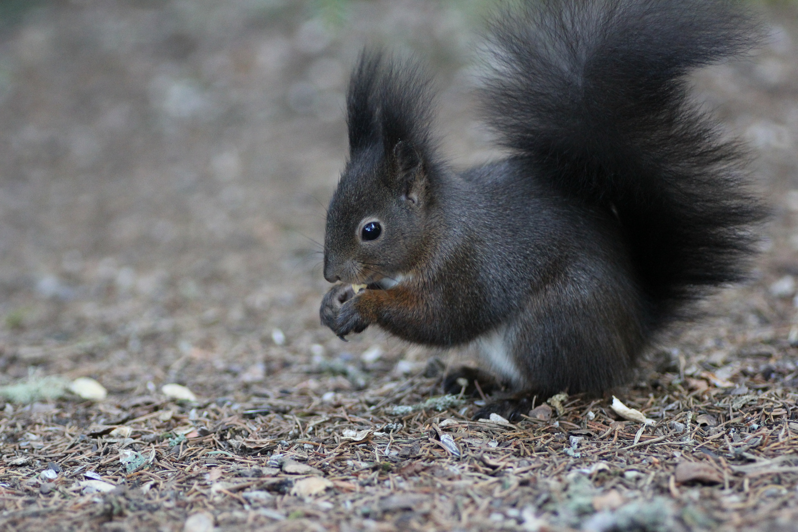 Eichhörnchen