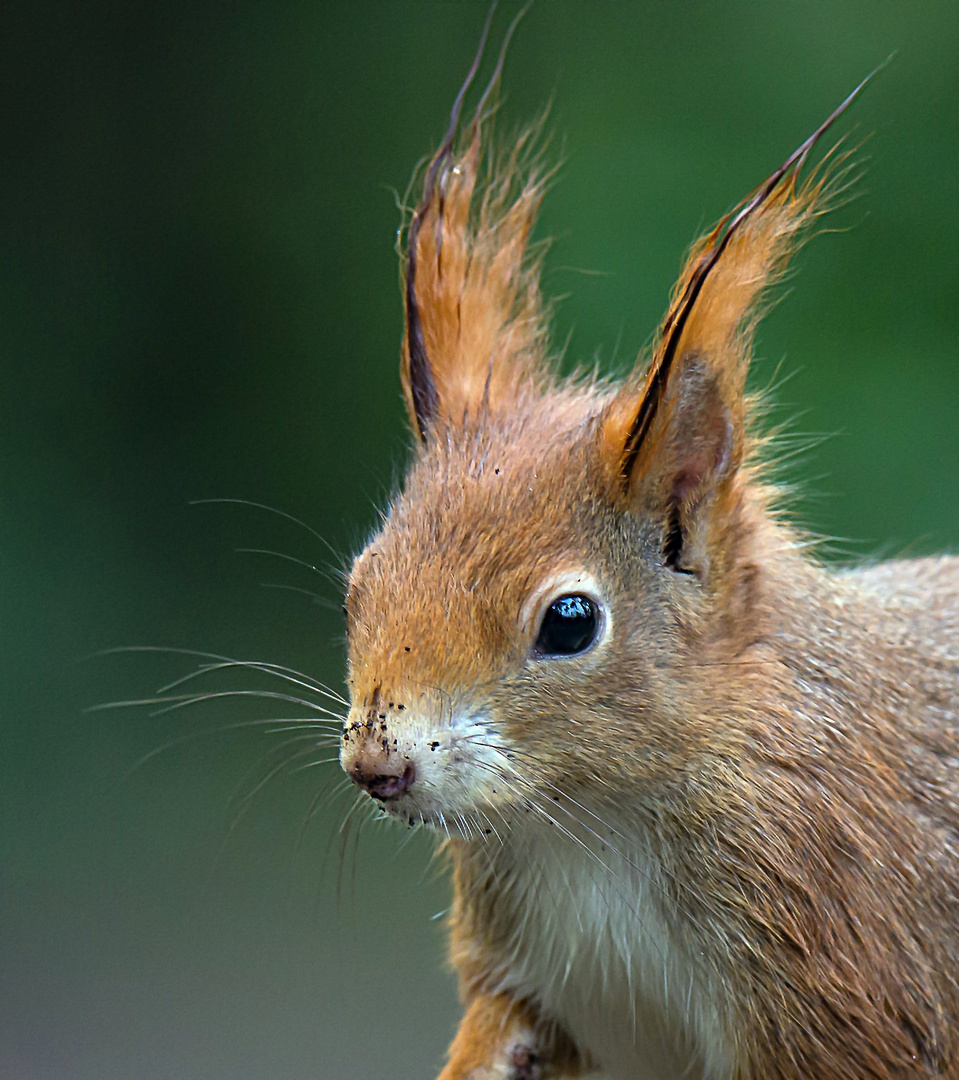 Eichhörnchen