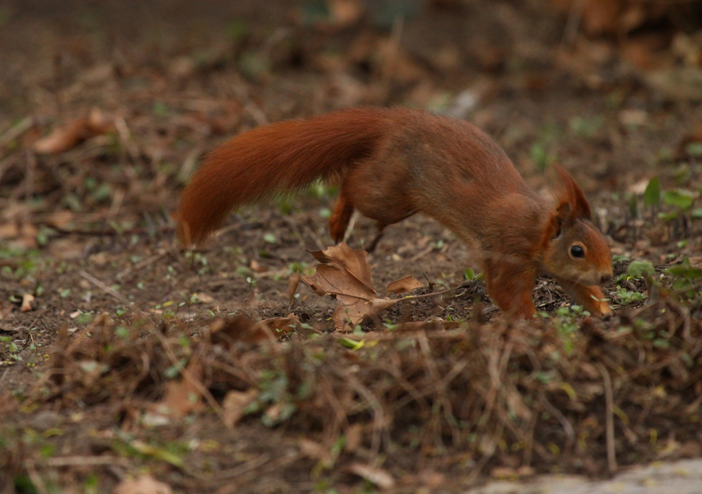 Eichhörnchen