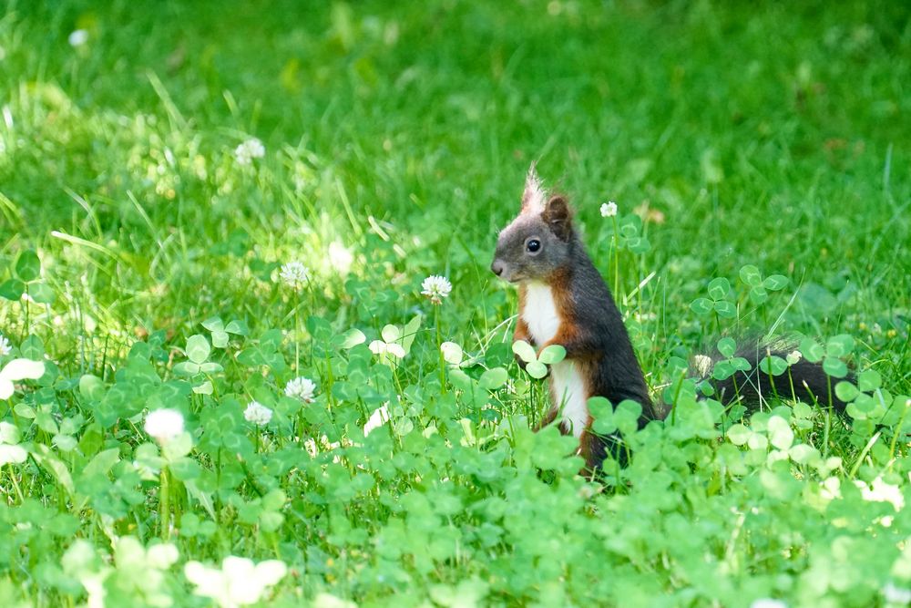 Eichhörnchen