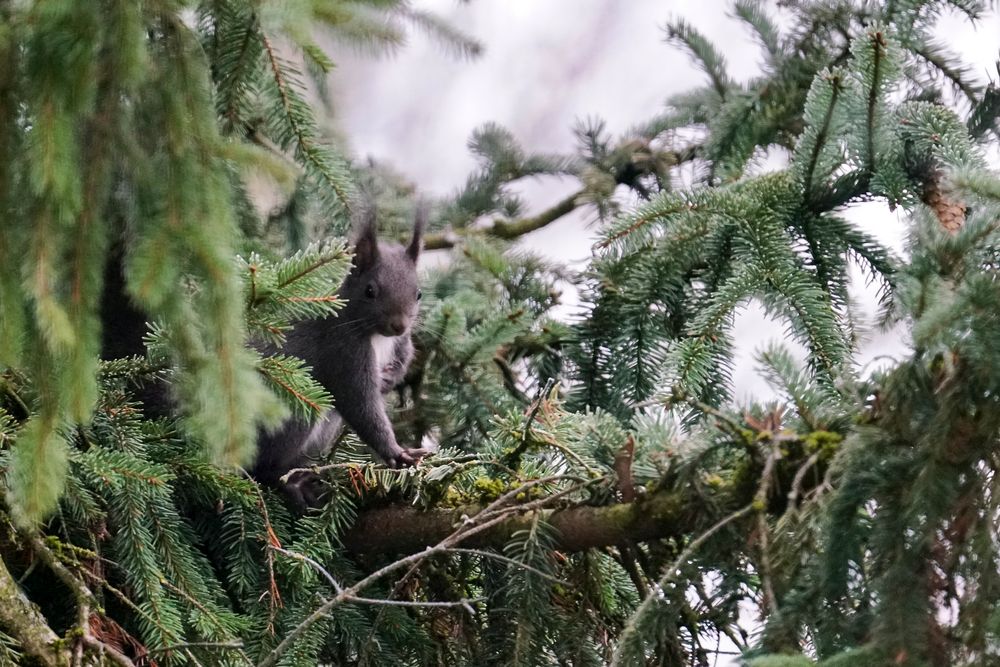 Eichhörnchen