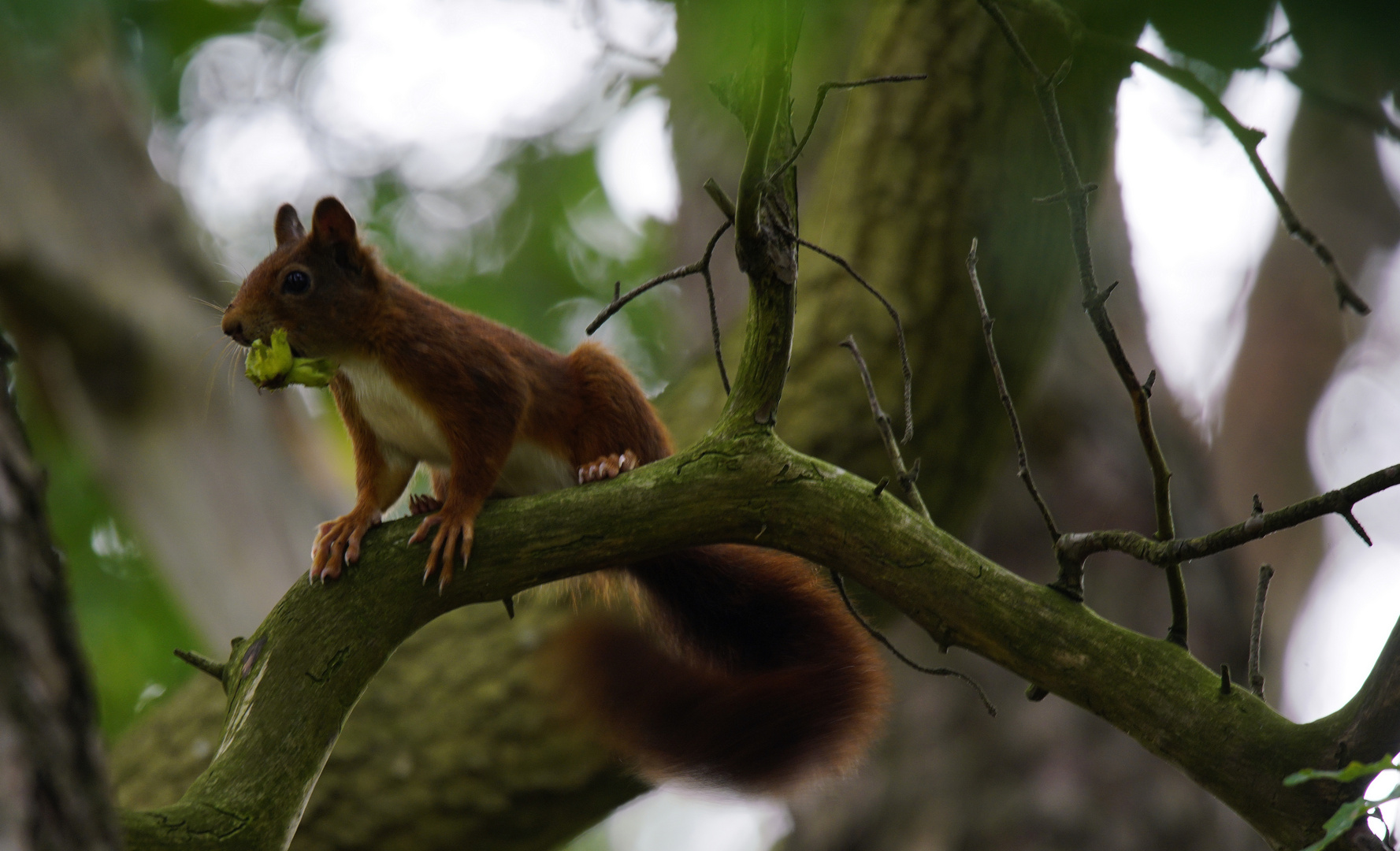 Eichhörnchen.