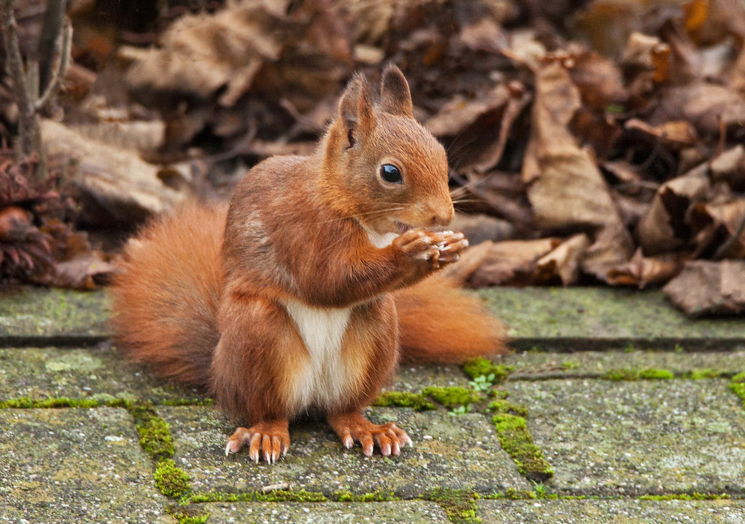 Eichhörnchen 