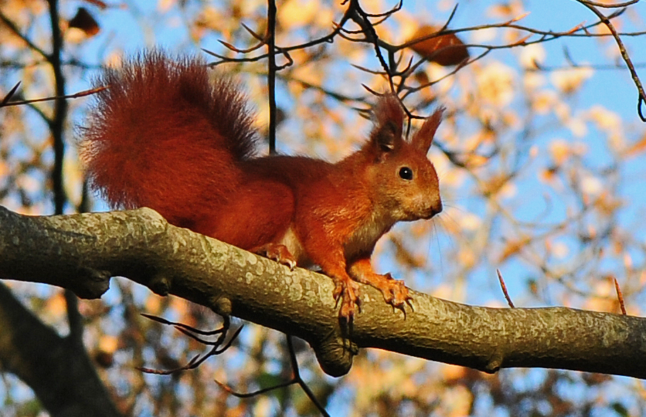 Eichhörnchen