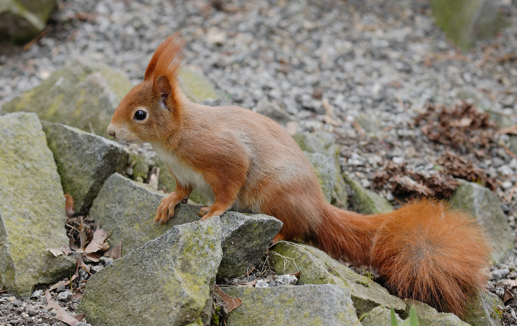 Eichhörnchen