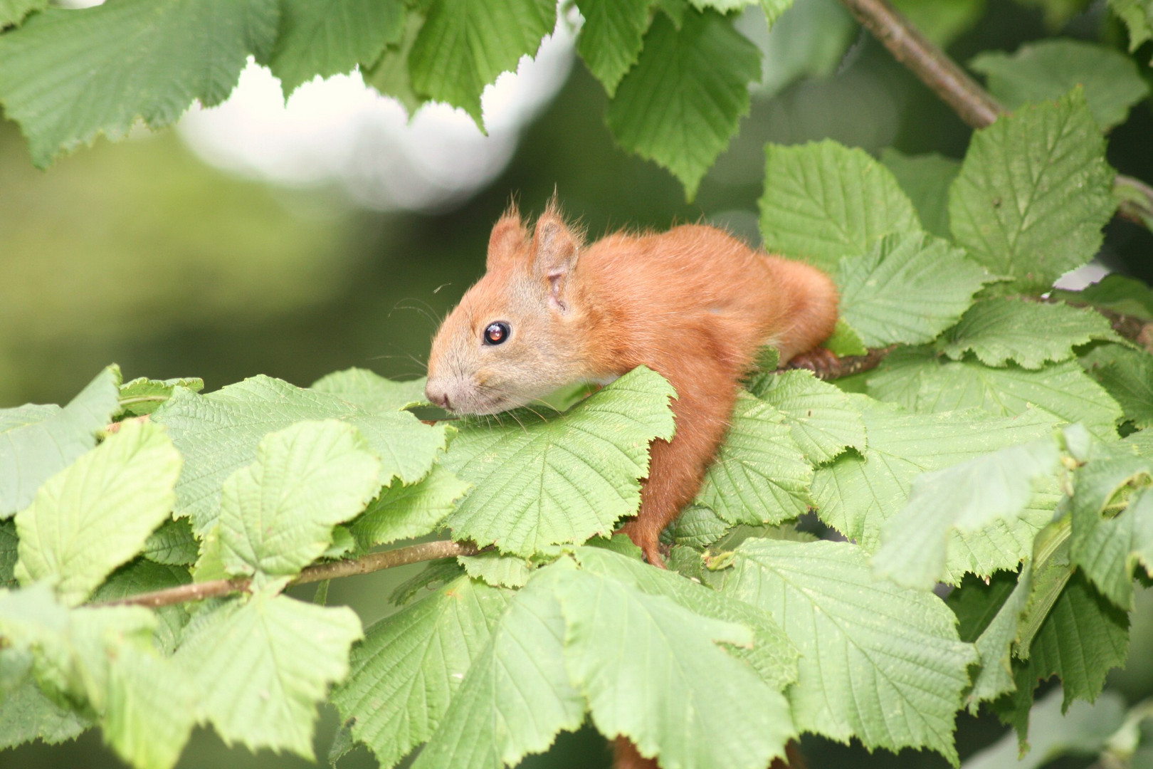 Eichhörnchen