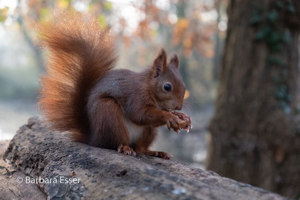 Eichhörnchen