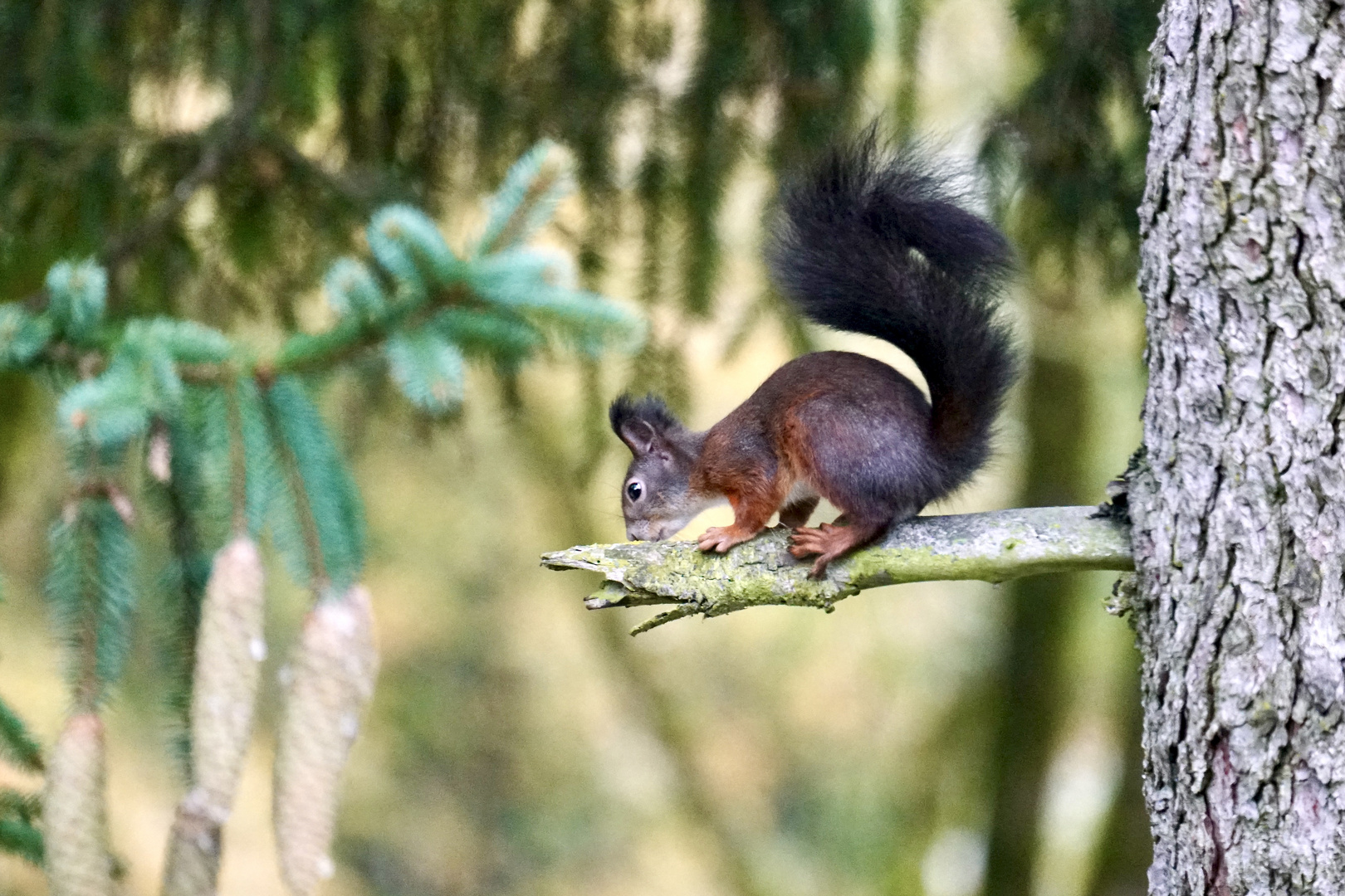 Eichhörnchen