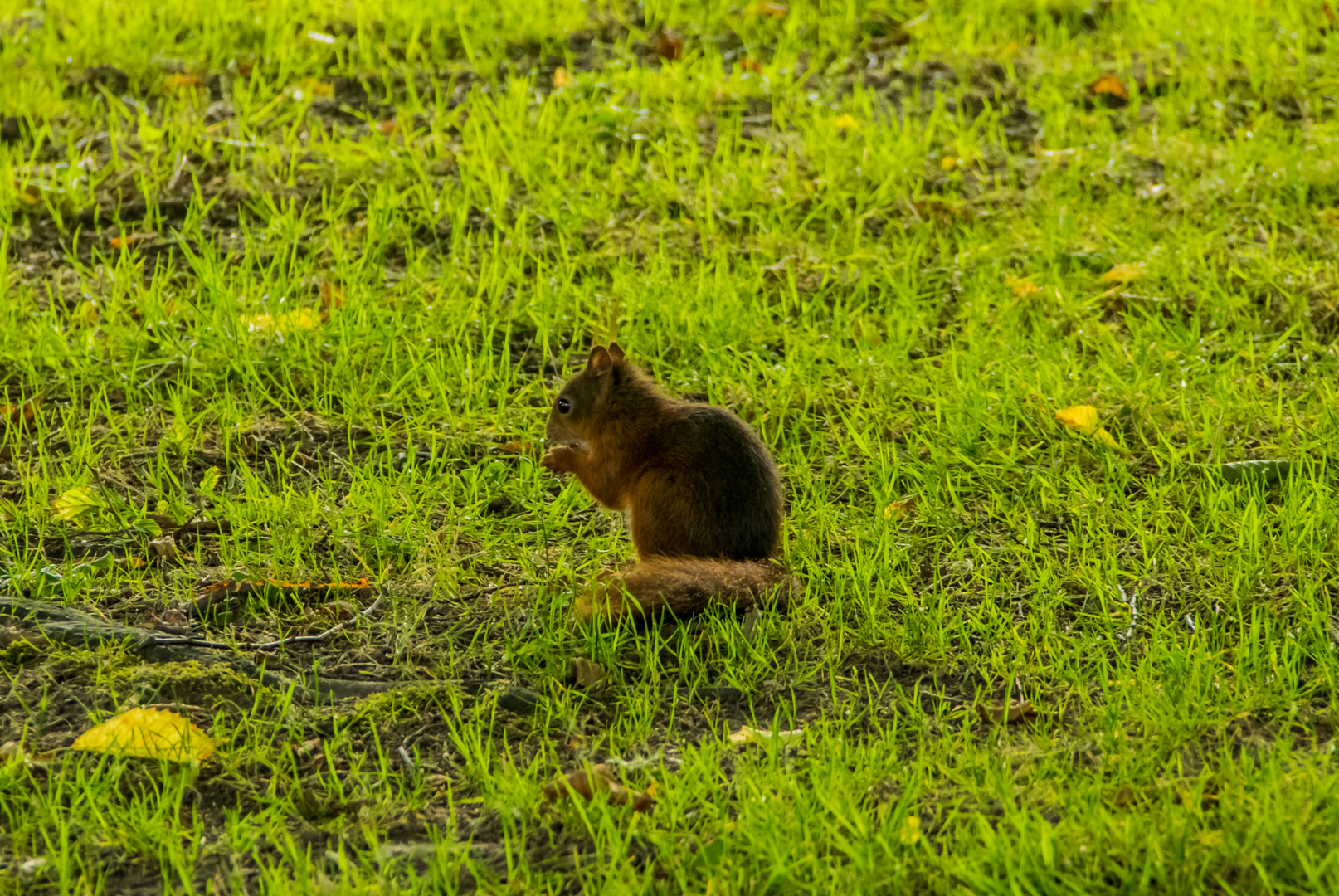 Eichhörnchen