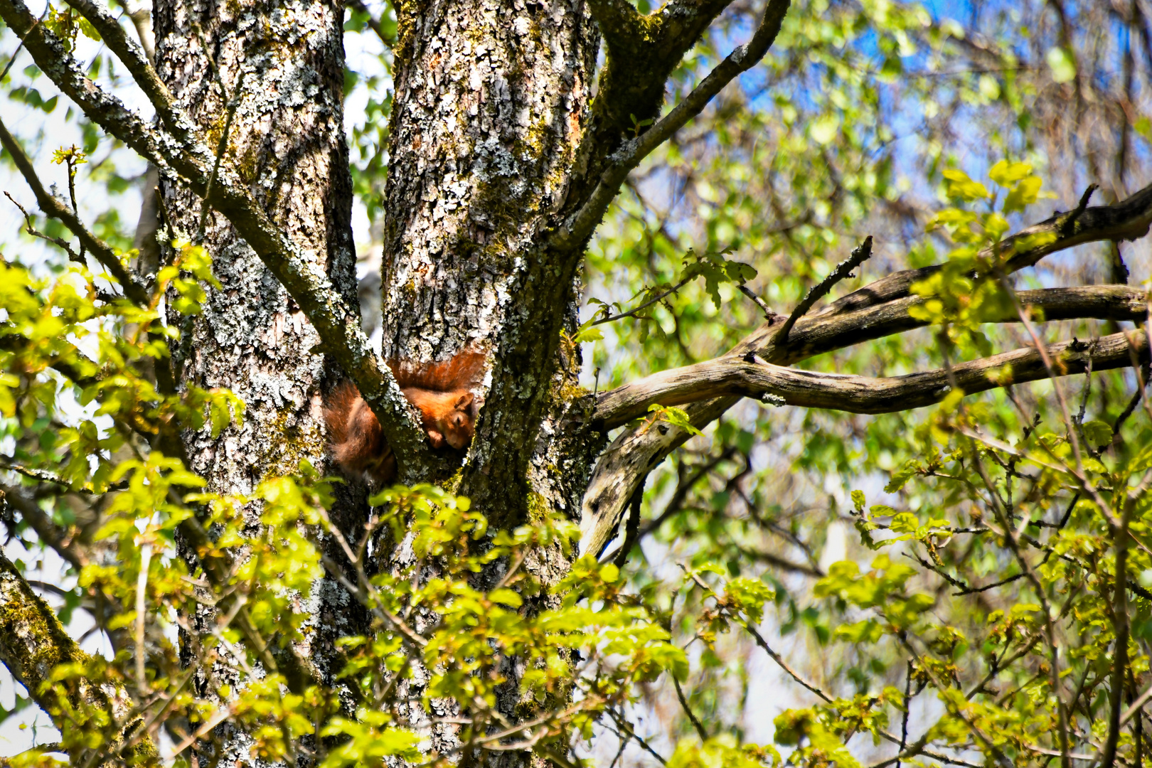 Eichhörnchen