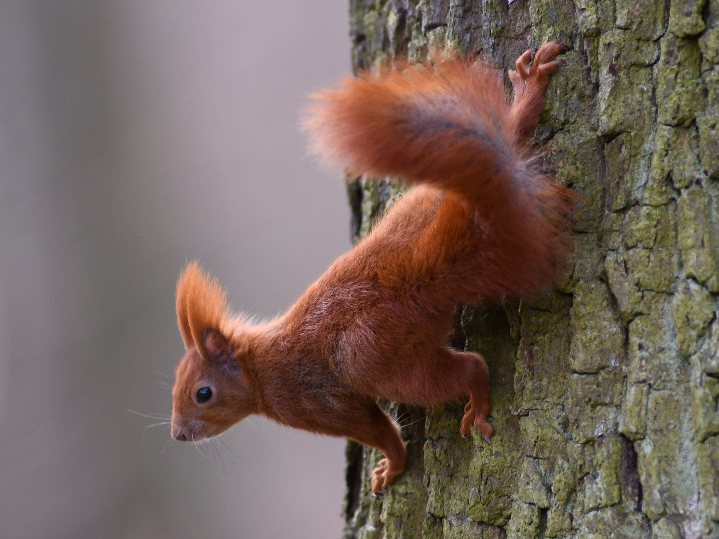 Eichhörnchen