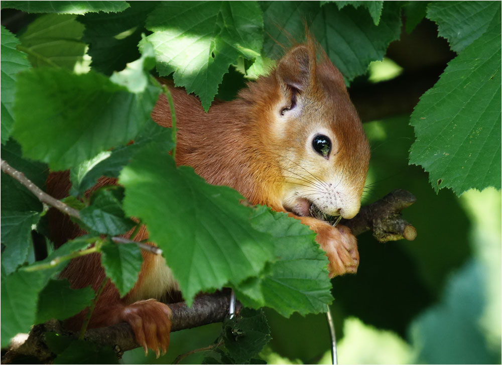 Eichhörnchen