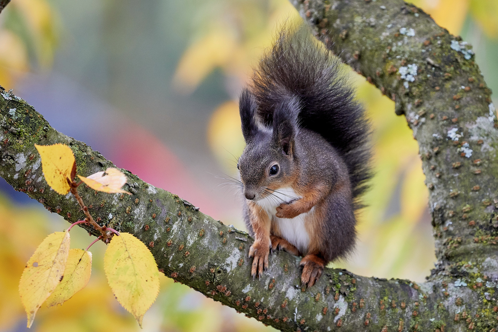 Eichhörnchen