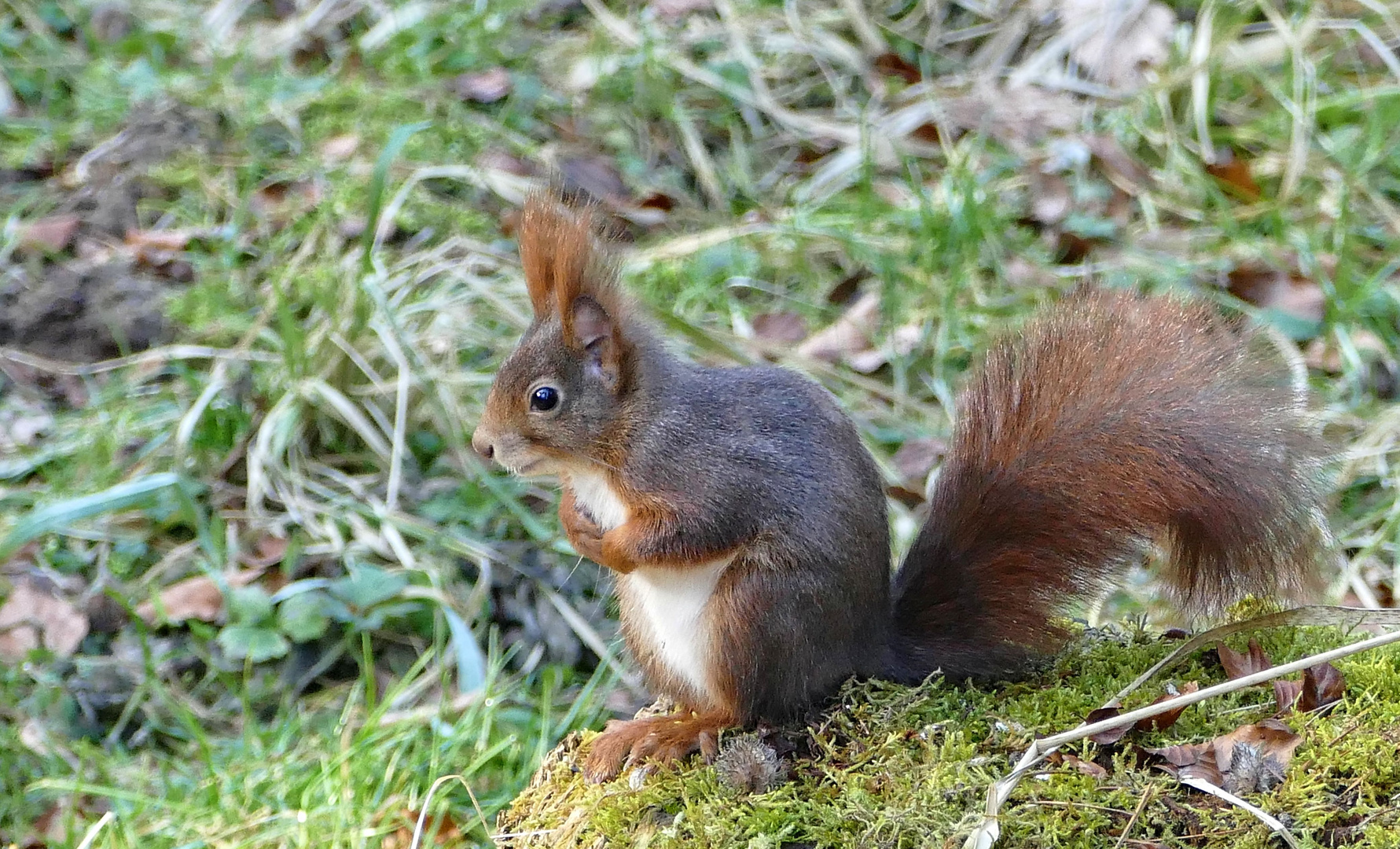 Eichhörnchen