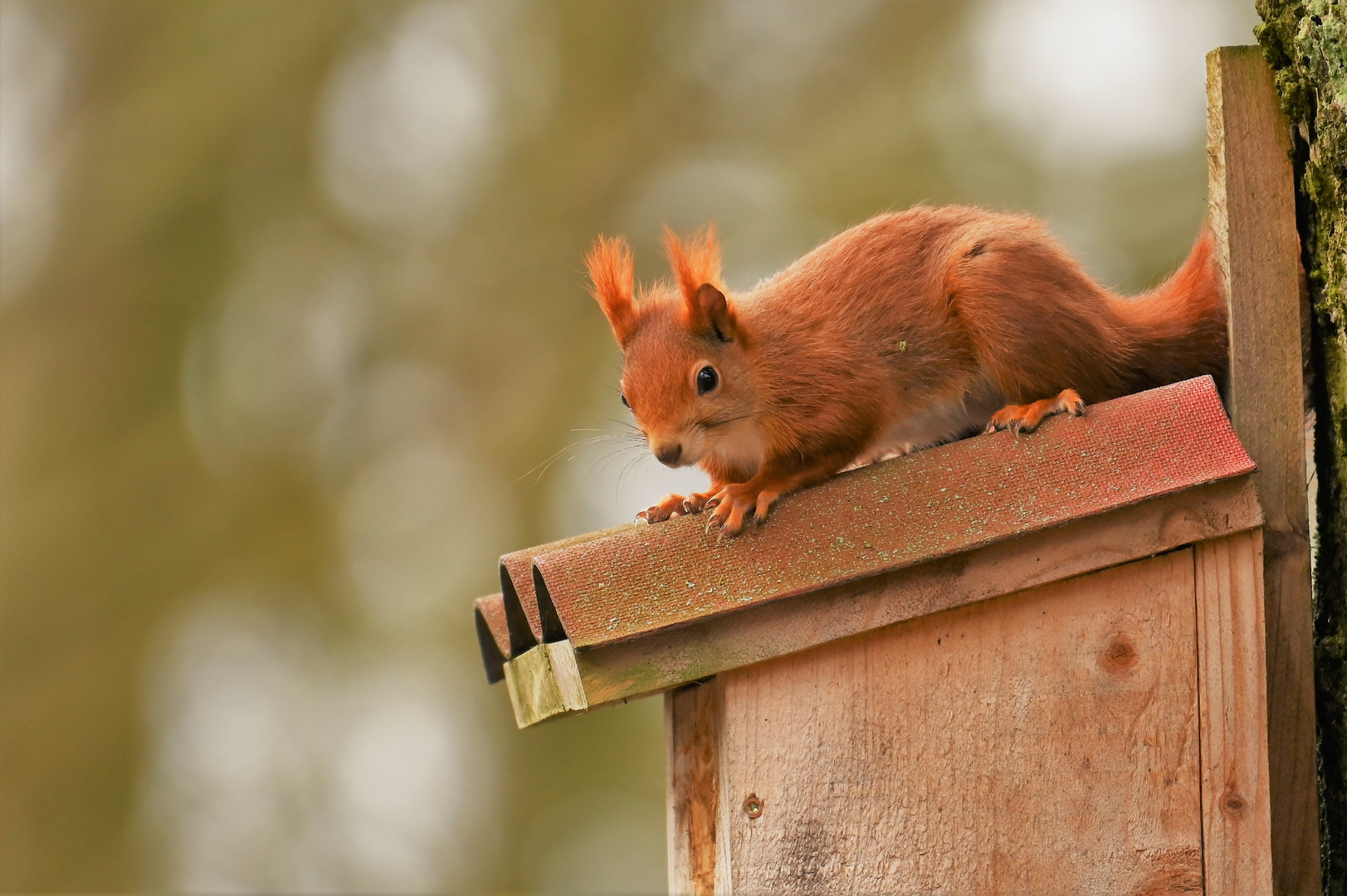 Eichhörnchen