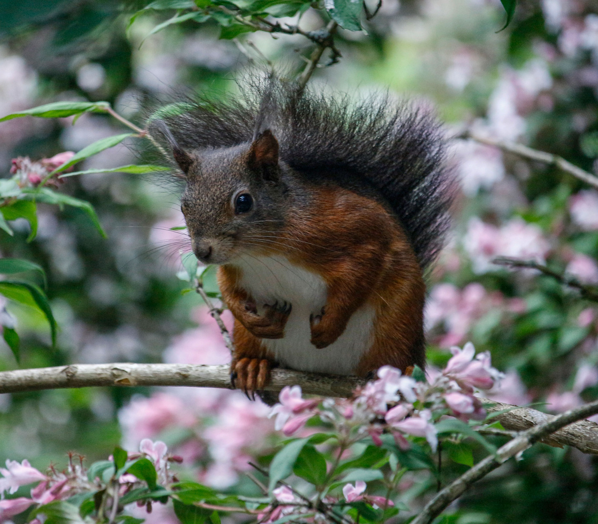 Eichhörnchen 