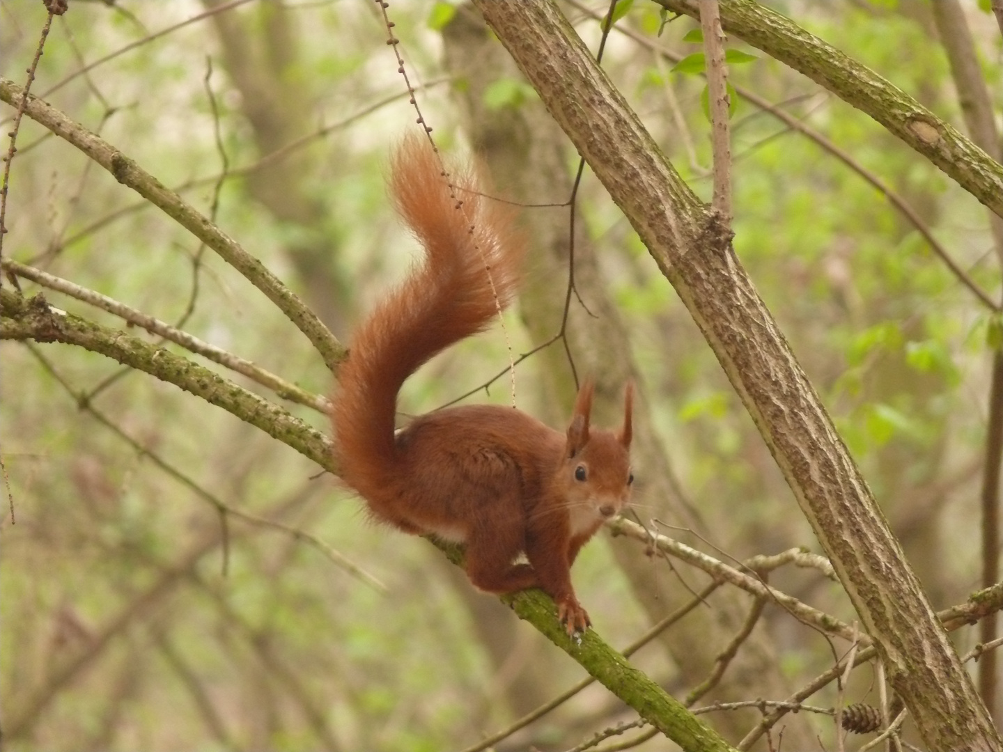 Eichhörnchen...