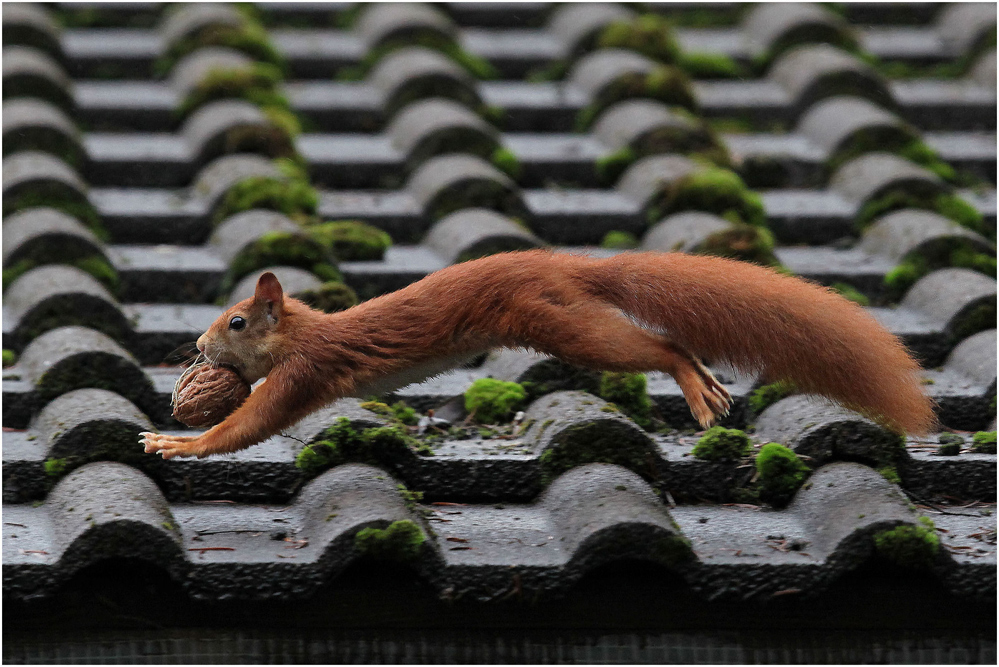 Eichhörnchen Foto & Bild | tiere, wildlife, säugetiere Bilder auf