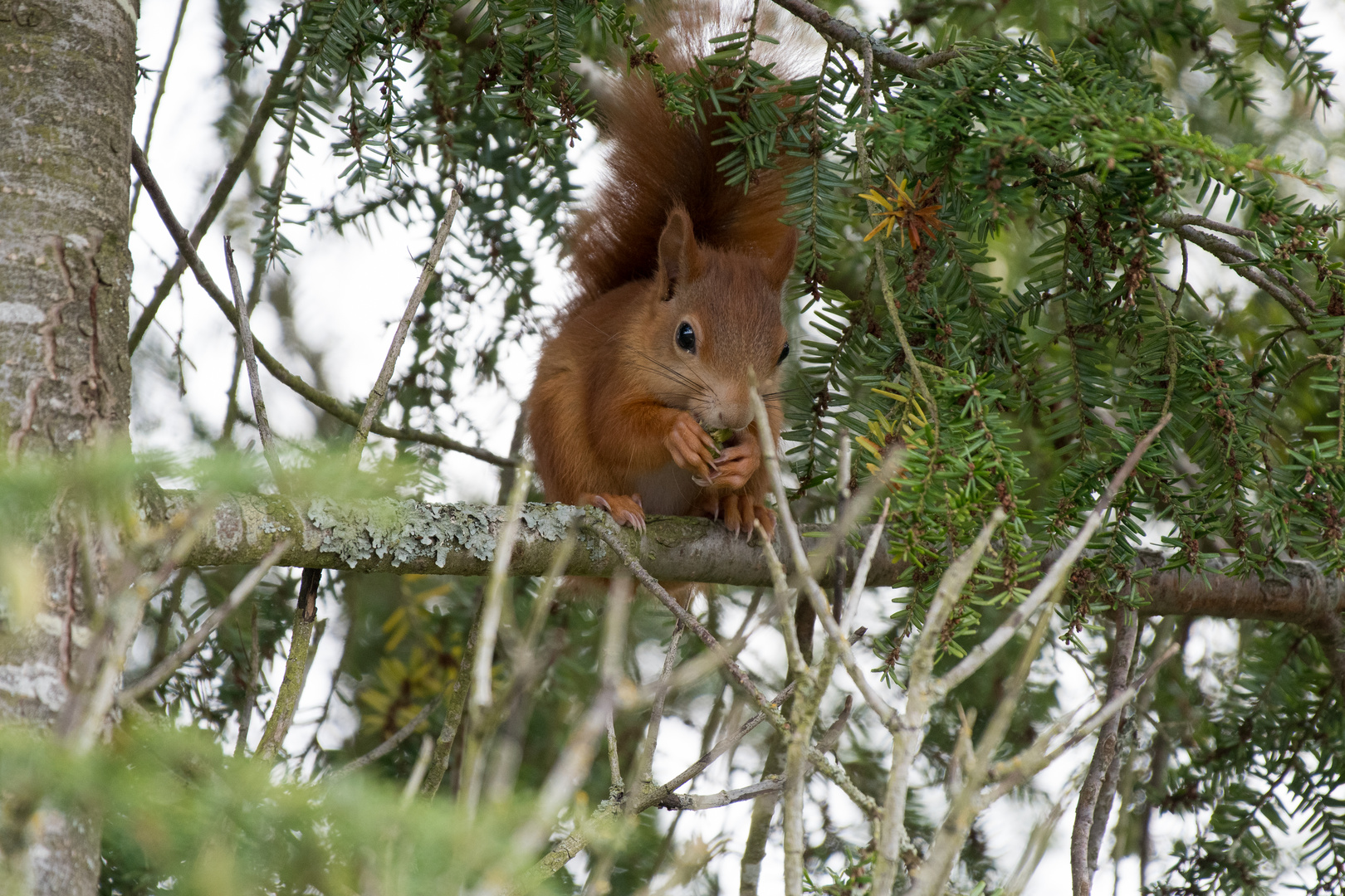 Eichhörnchen