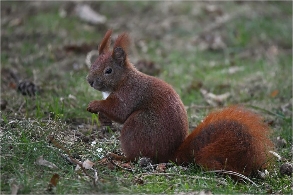 Eichhörnchen