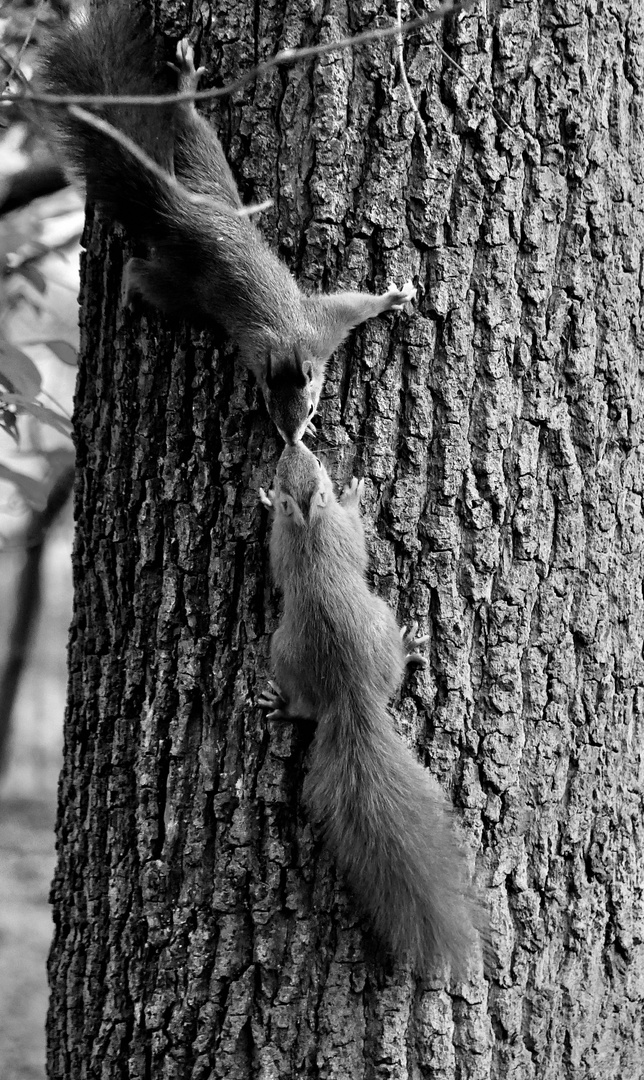 Eichhörnchen 