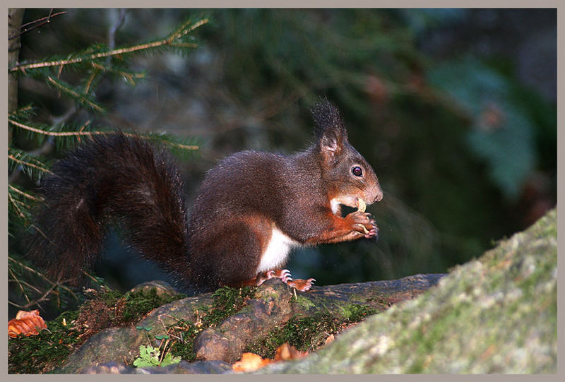 Eichhörnchen