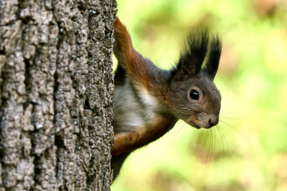 Eichhörnchen