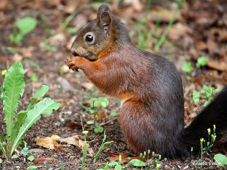 Eichhörnchen