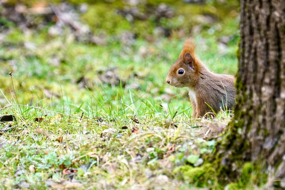 Eichhörnchen...